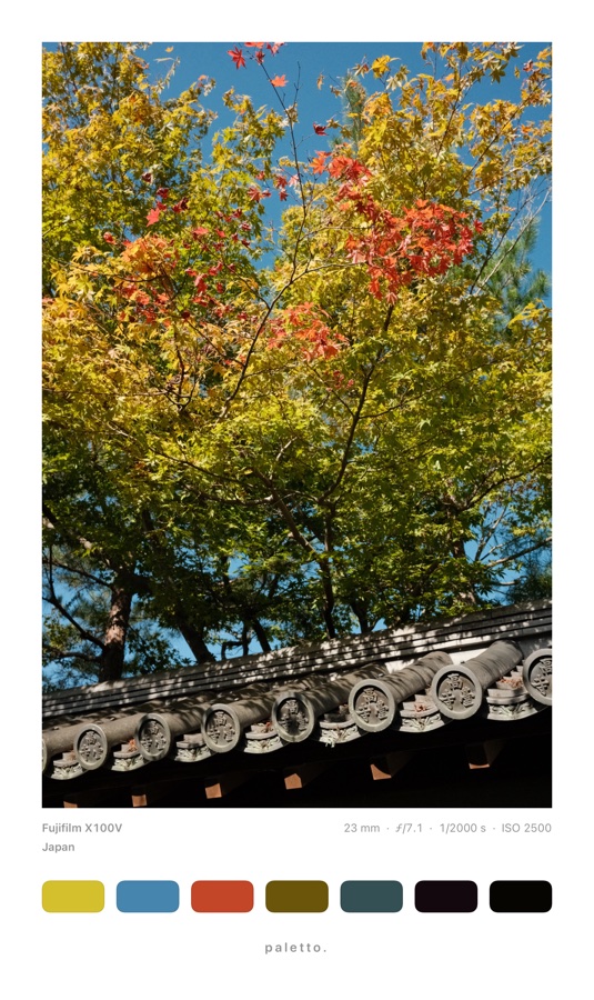 Autumn tree in Japan with seven slim color blocks