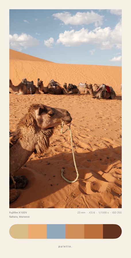 Camel in the Sahara framed in cream with a thick, fully rounded strip of sand and sky colors